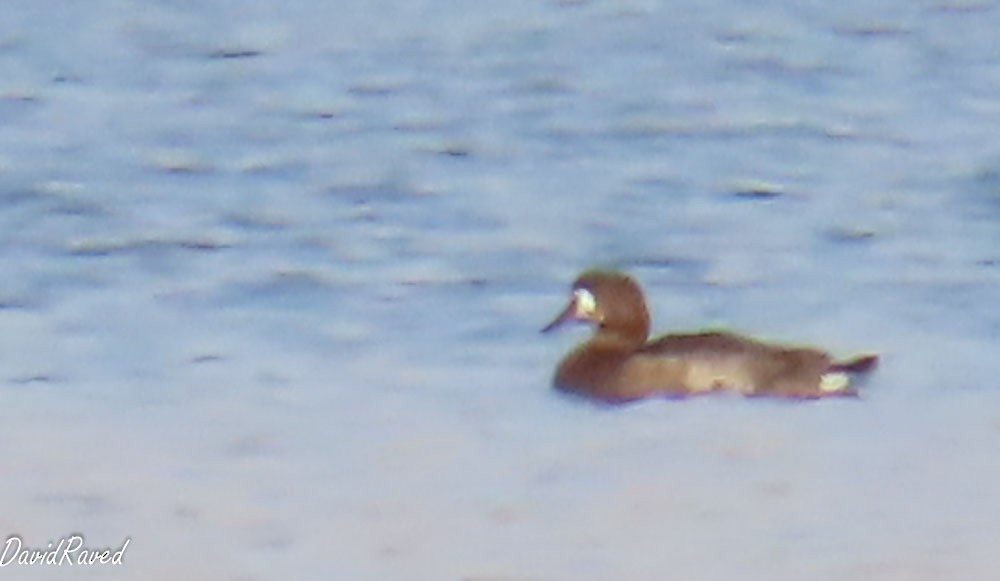 Tufted Duck - ML646390394