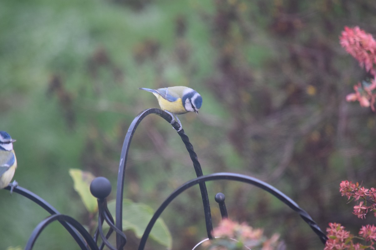 Eurasian Blue Tit - ML646390395