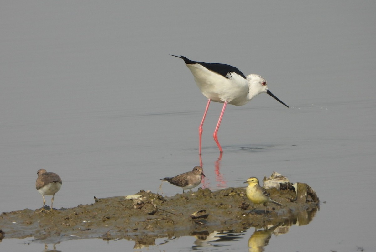 Black-winged Stilt - ML646390396