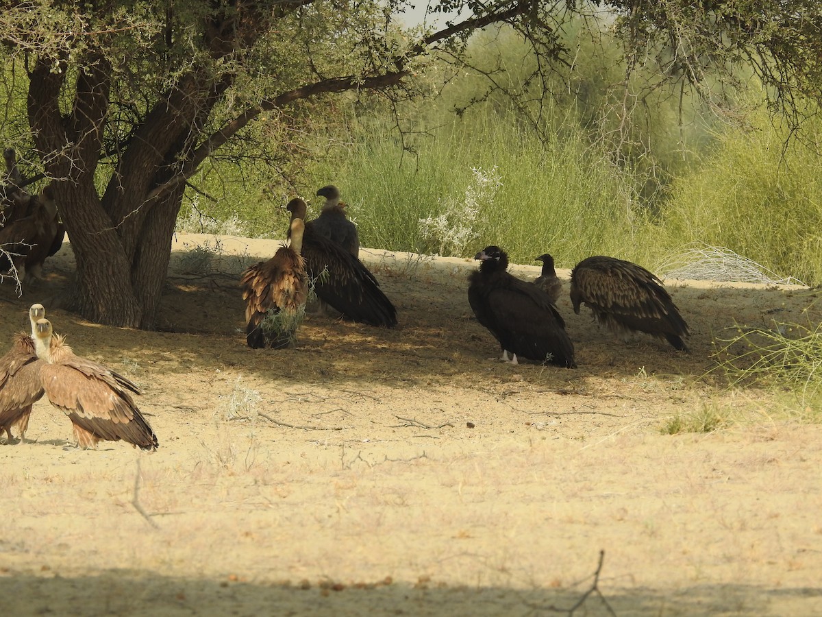 Schneegeier - ML646390397