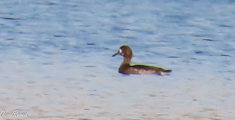 Tufted Duck - ML646390399