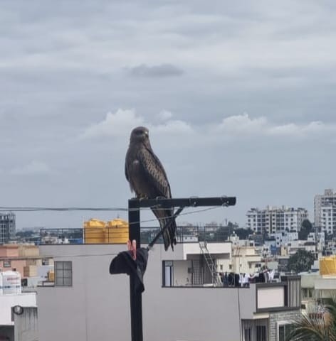 Black Kite - ML646390402