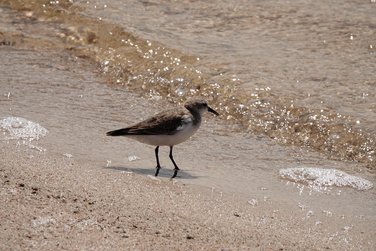 Red-necked Stint - ML646390403