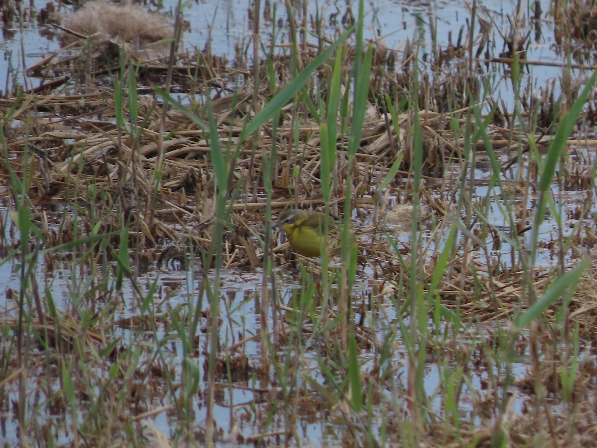 Western Yellow Wagtail - ML646390404