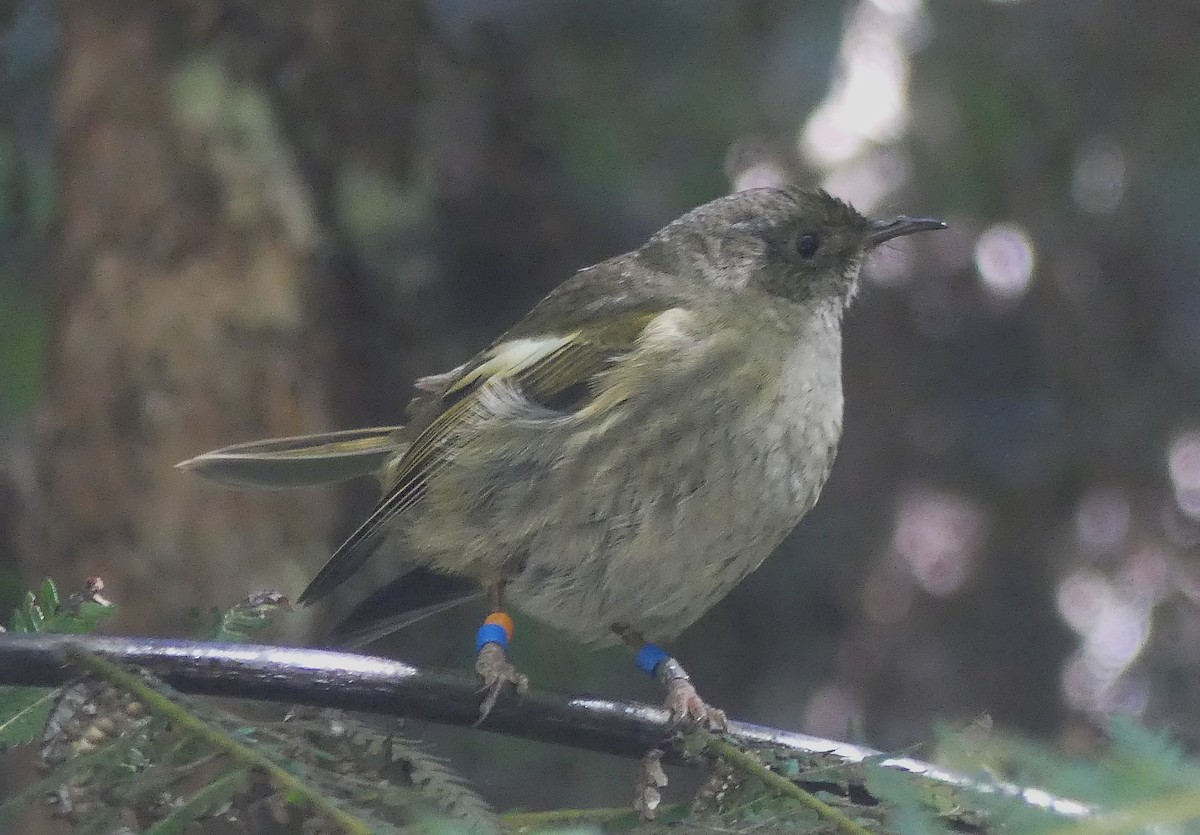 Stitchbird - ML646390405