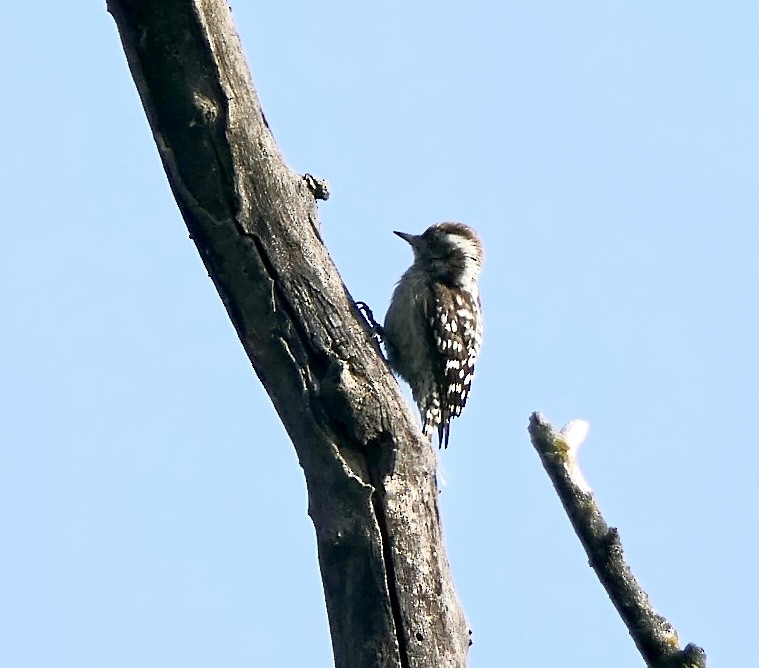 Brown-capped Pygmy Woodpecker - ML646390407
