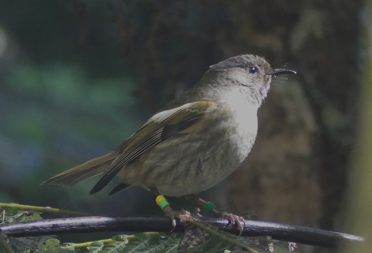 Stitchbird - ML646390410