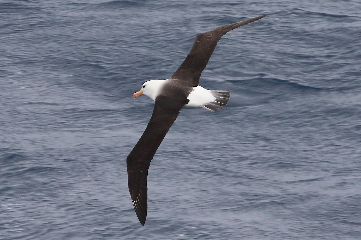 Black-browed Albatross - ML646390411