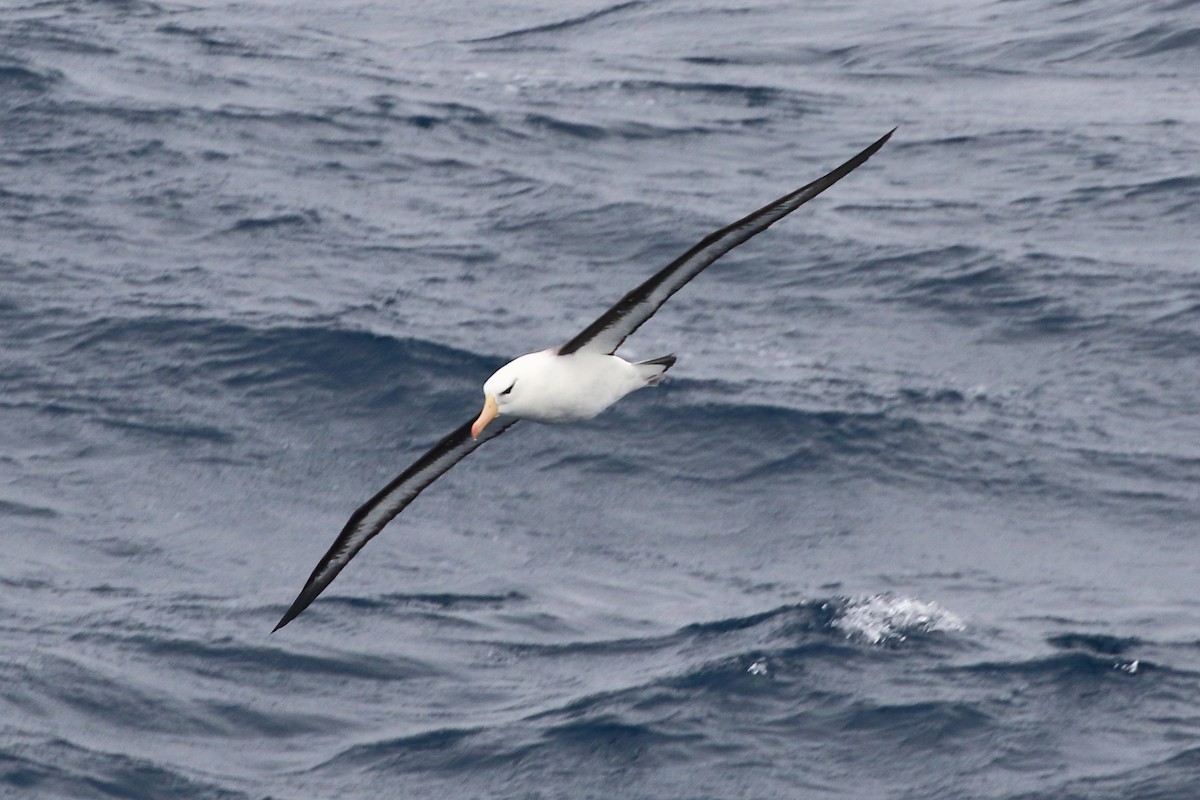 Black-browed Albatross - ML646390412
