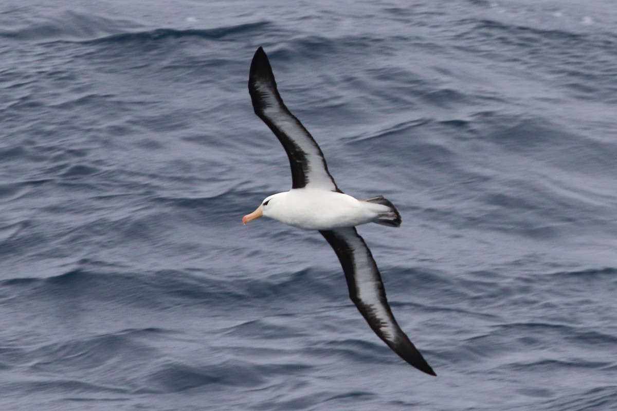 Black-browed Albatross - ML646390413