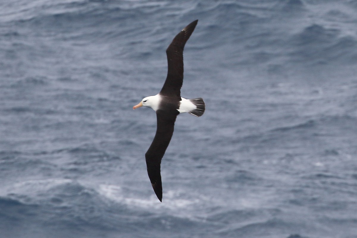 Black-browed Albatross - ML646390414