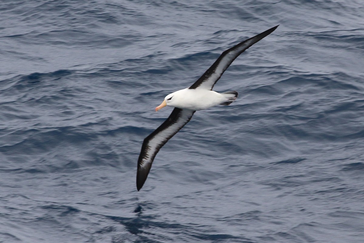 Black-browed Albatross - ML646390415