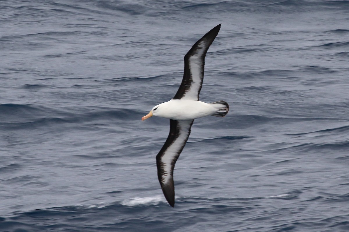 Black-browed Albatross - ML646390416