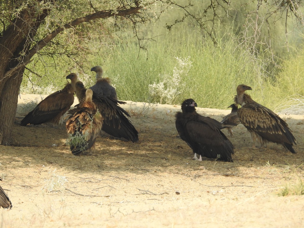 ヒマラヤハゲワシ - ML646390419