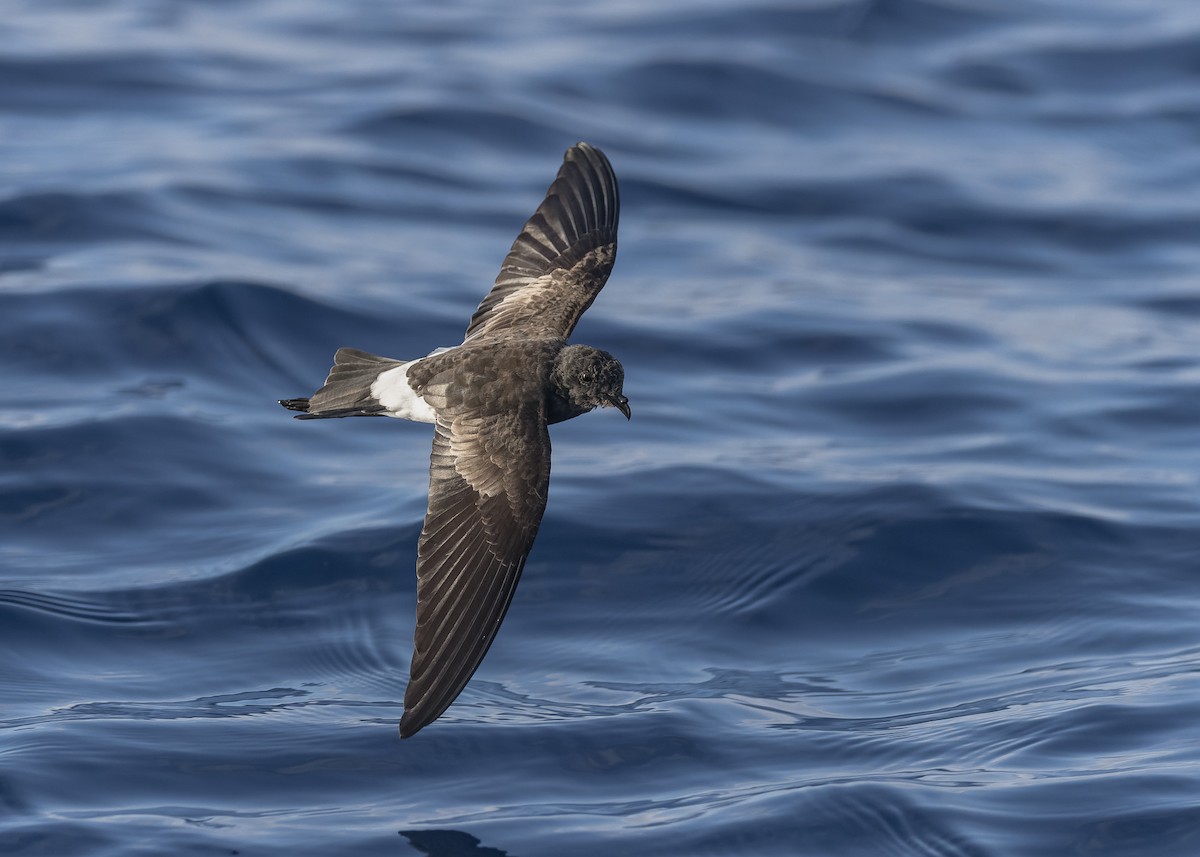 アシナガウミツバメ - ML646390421