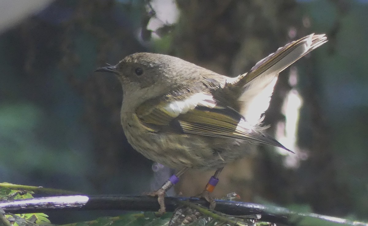 シロツノミツスイ - ML646390422