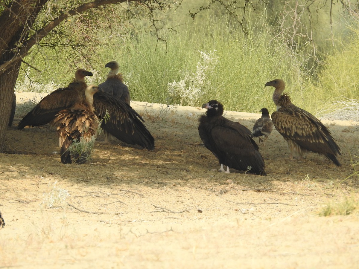 シロエリハゲワシ - ML646390423