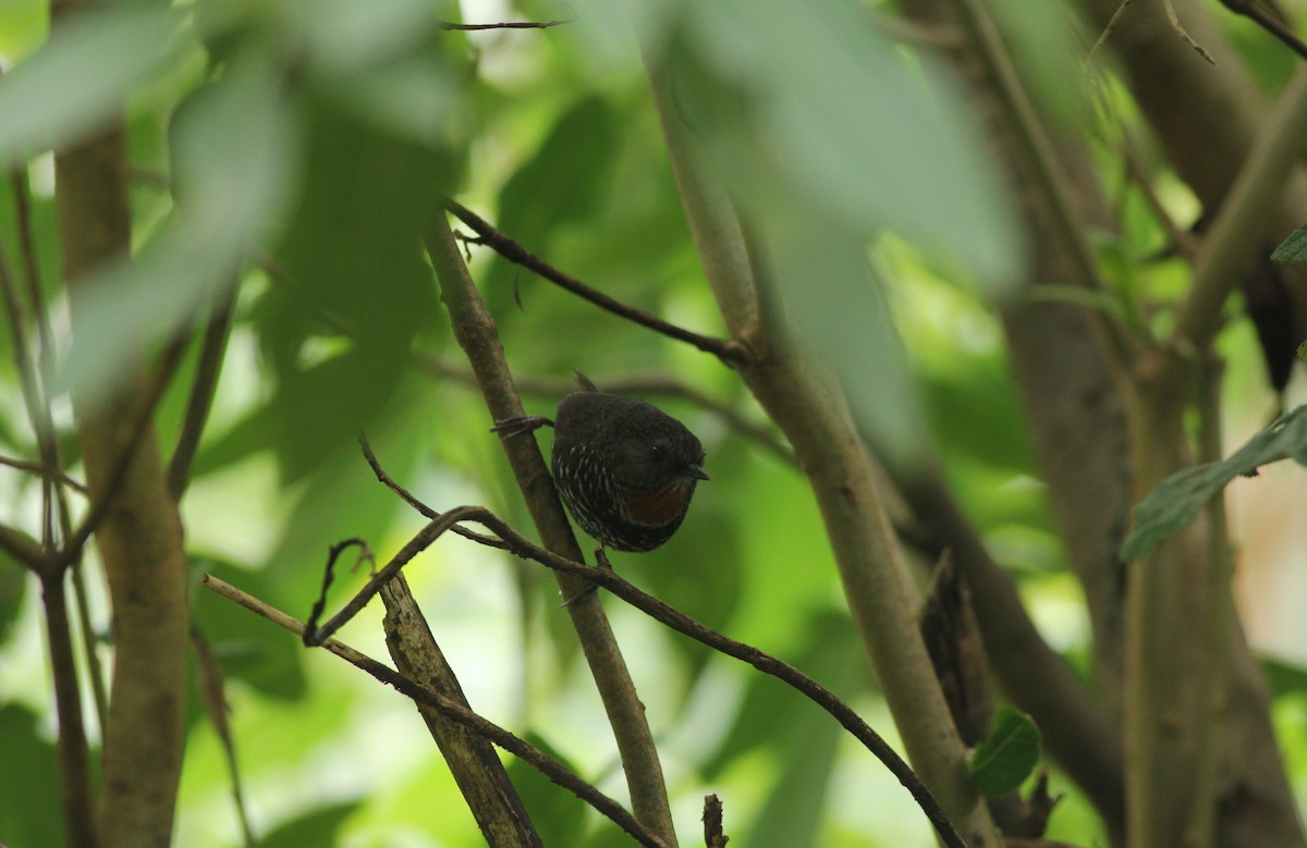 チャノドサザイチメドリ - ML646390425