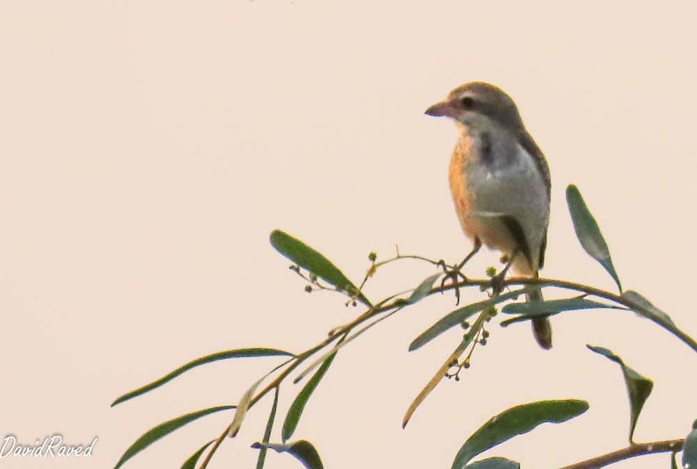 セアカモズ - ML646390426