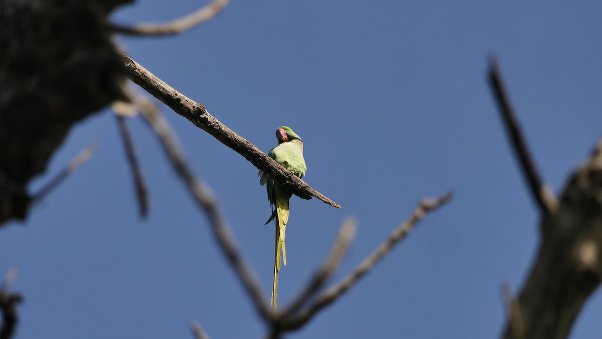 オオホンセイインコ - ML646390428