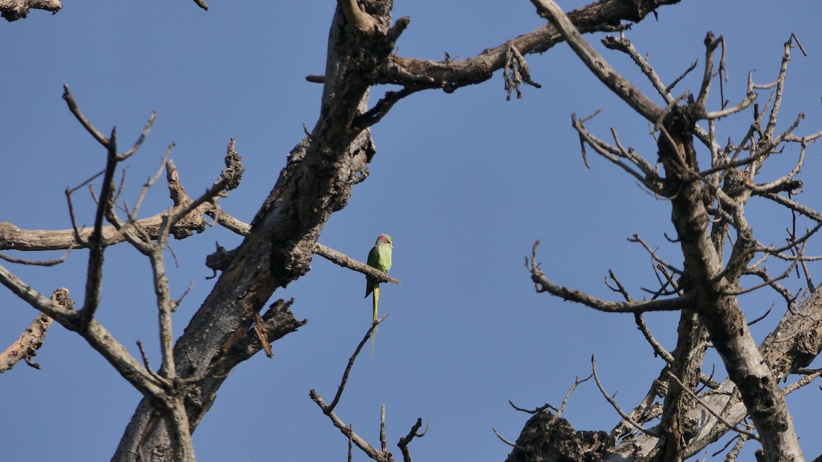 オオホンセイインコ - ML646390429