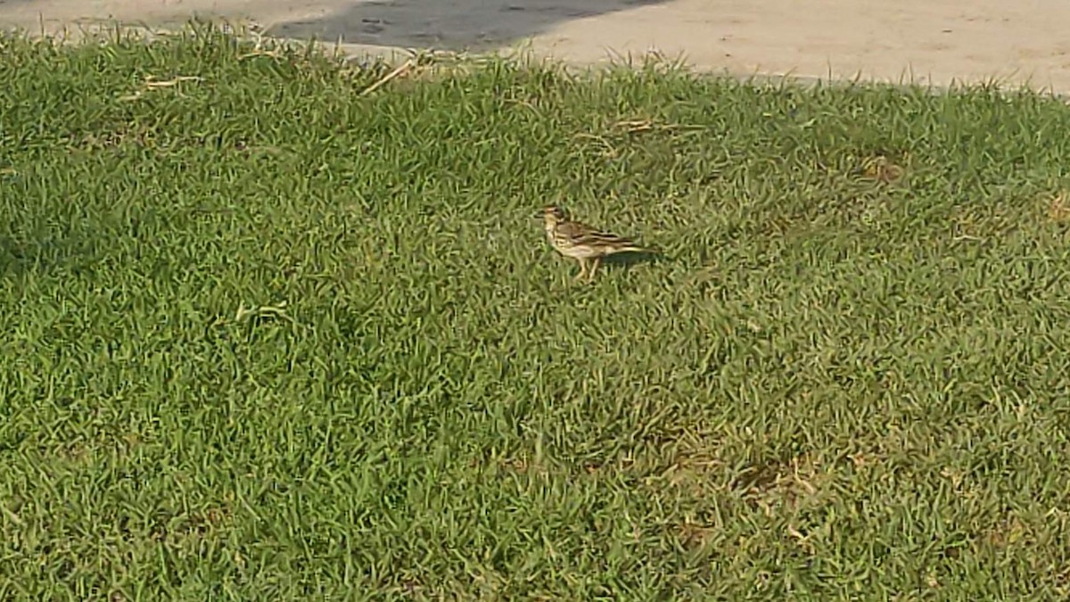 ヨーロッパビンズイ - ML646390430