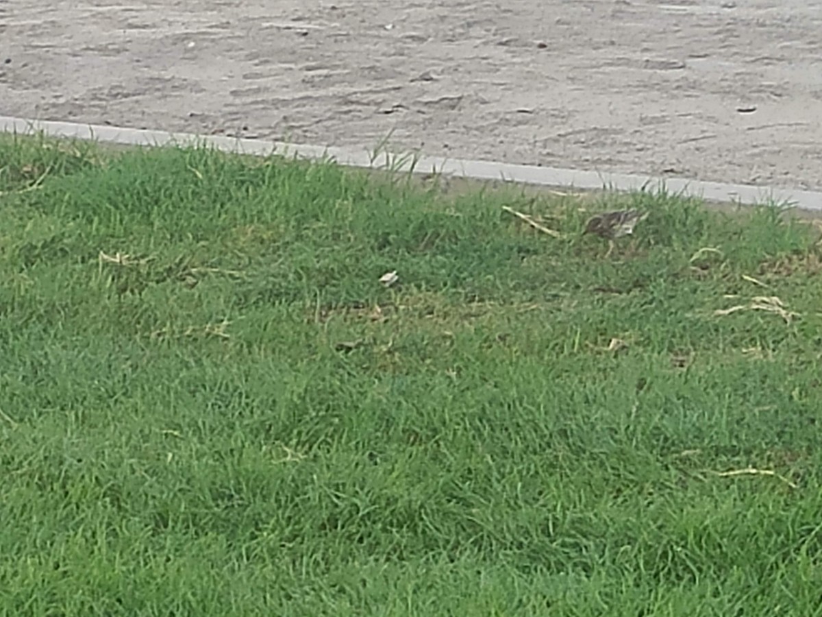 ヨーロッパビンズイ - ML646390431