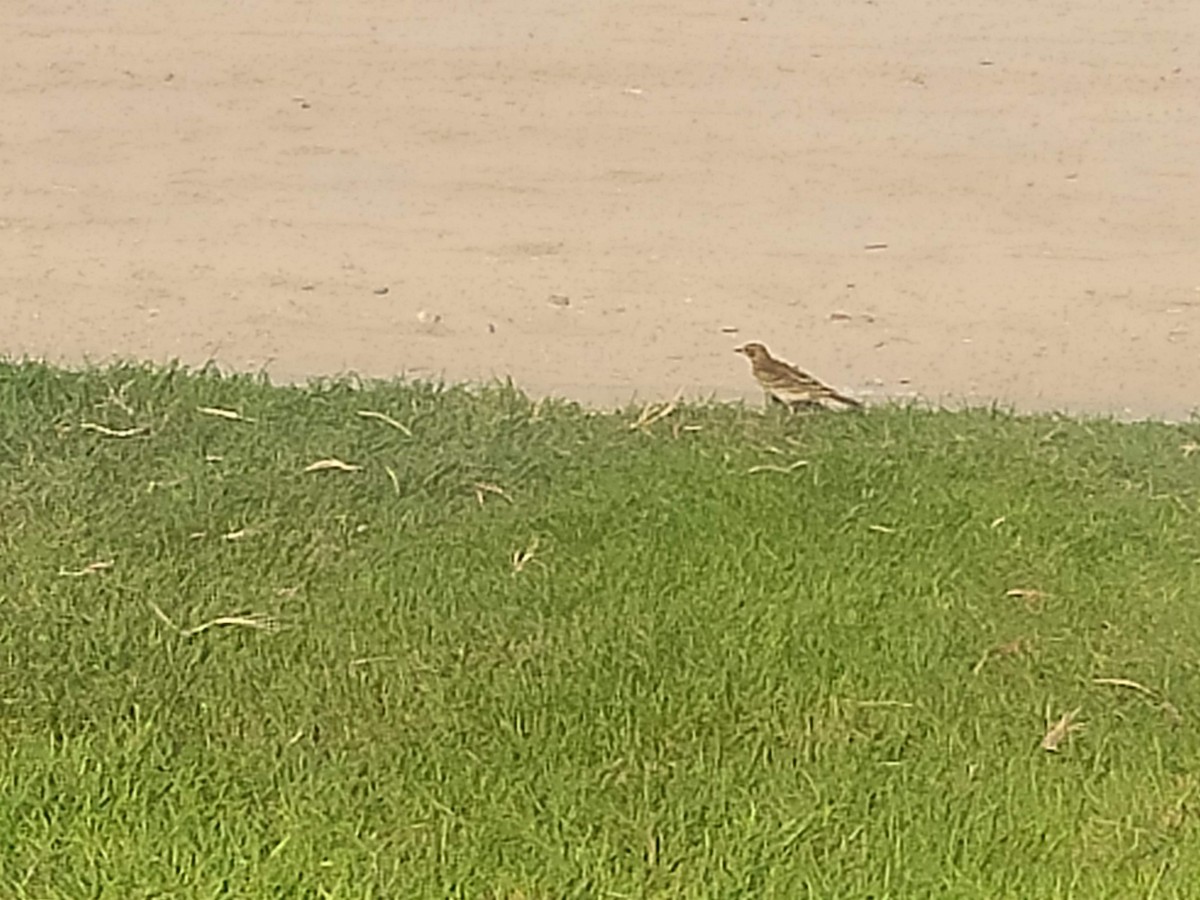 ヨーロッパビンズイ - ML646390432