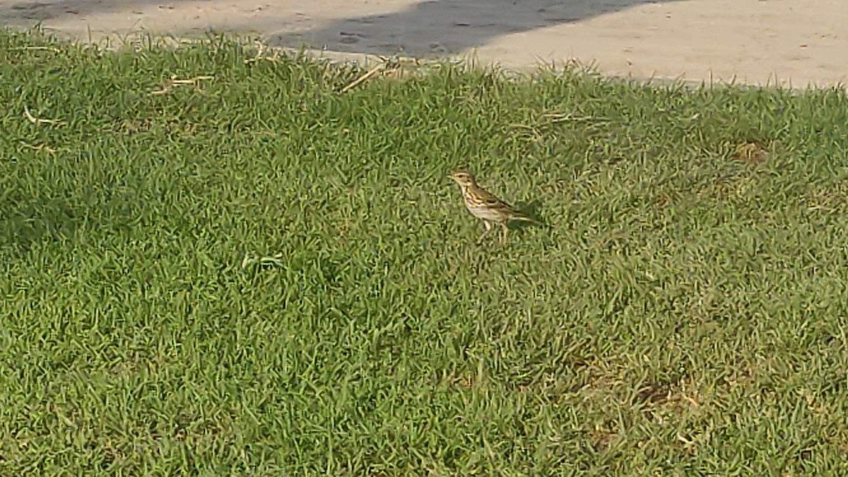 ヨーロッパビンズイ - ML646390433