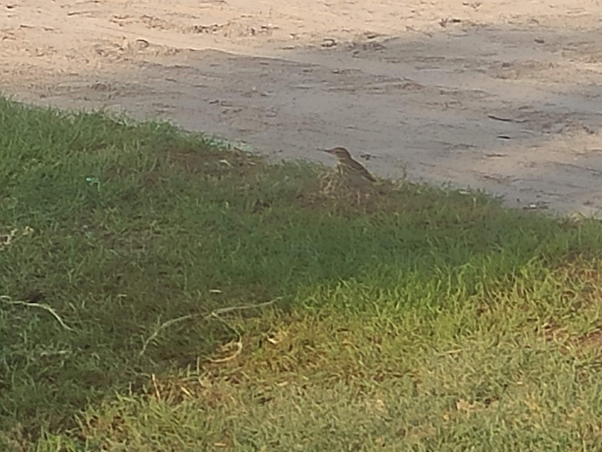 ヨーロッパビンズイ - ML646390434