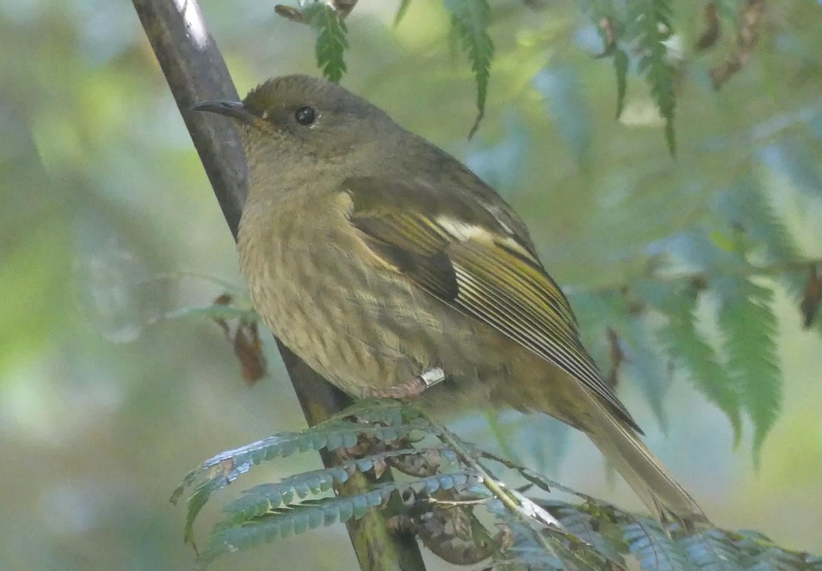 シロツノミツスイ - ML646390435