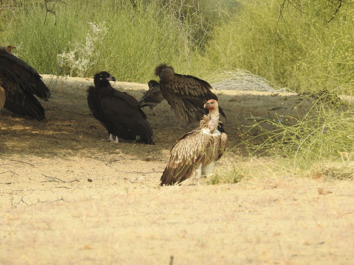 クロハゲワシ - ML646390436