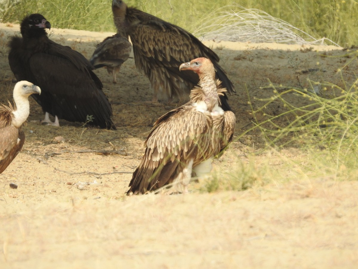 クロハゲワシ - ML646390437