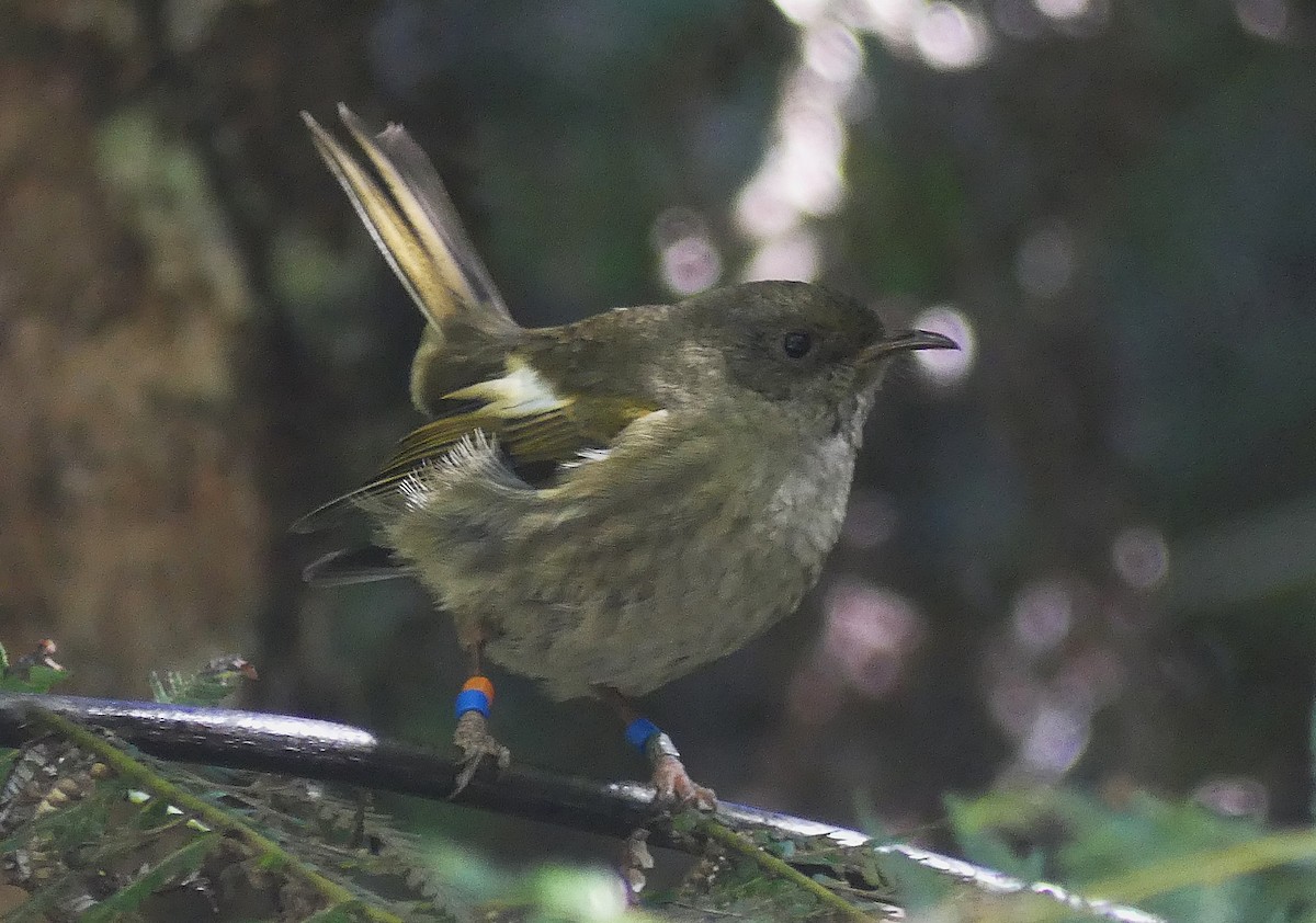 シロツノミツスイ - ML646390438