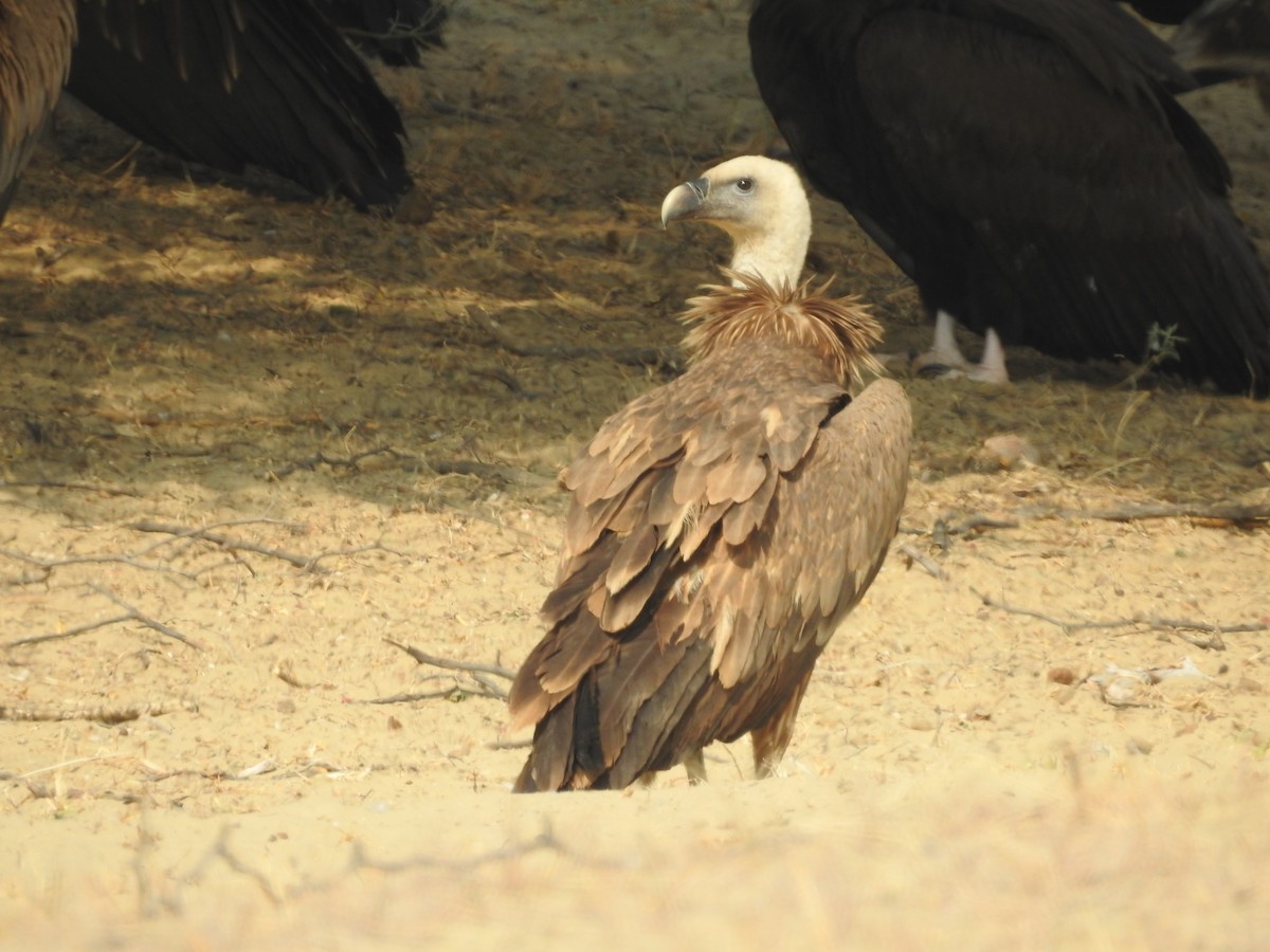 シロエリハゲワシ - ML646390446