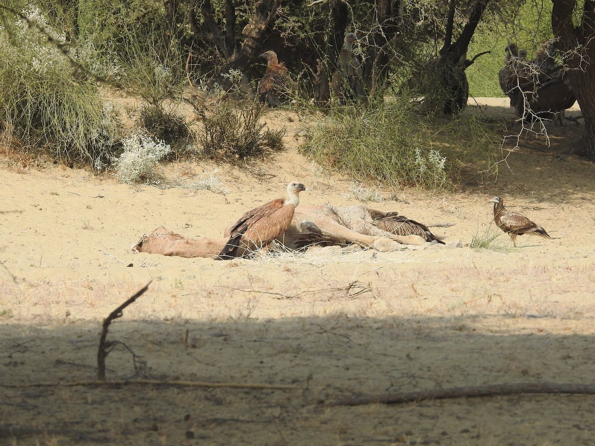 シロエリハゲワシ - ML646390447