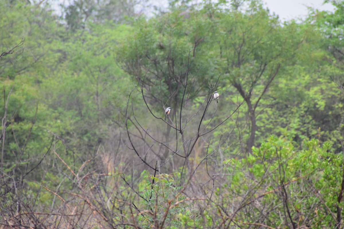 タカサゴモズ - ML646390449