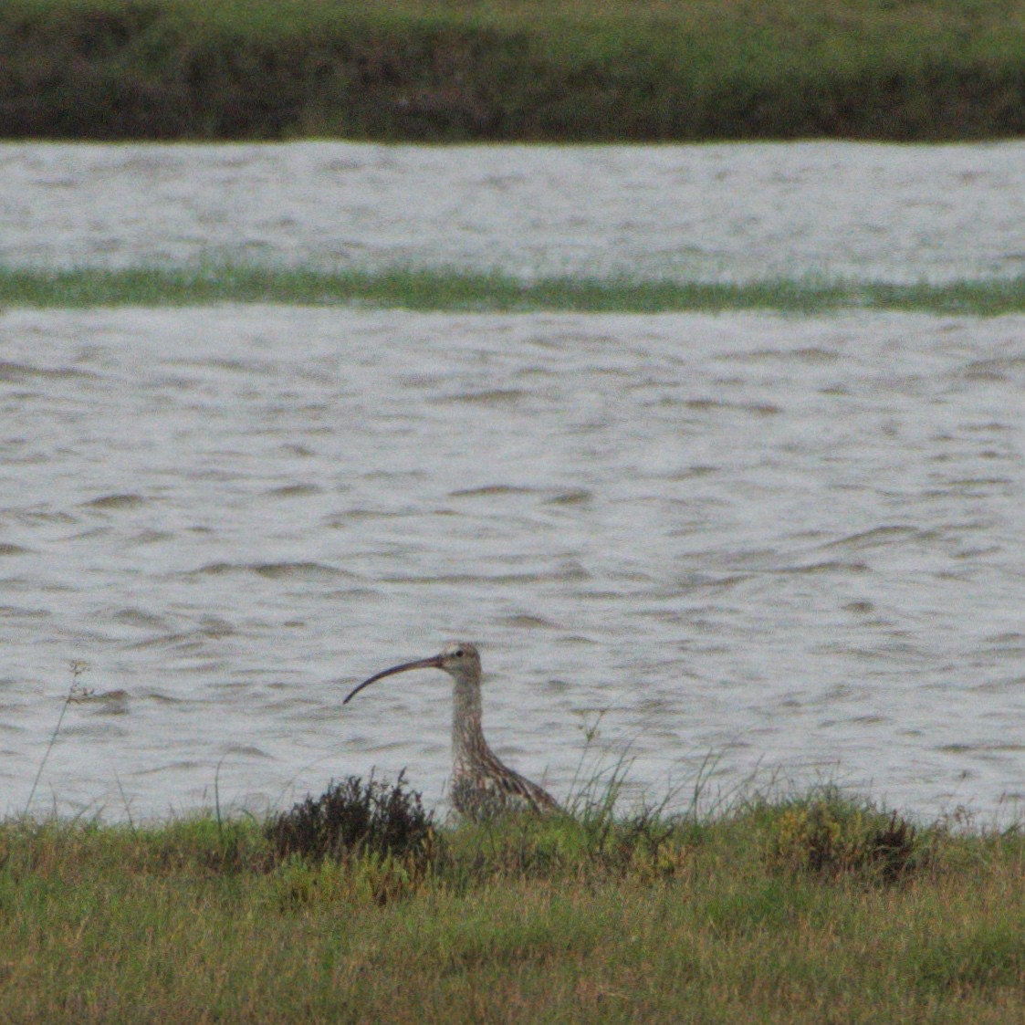 ダイシャクシギ - ML646390450