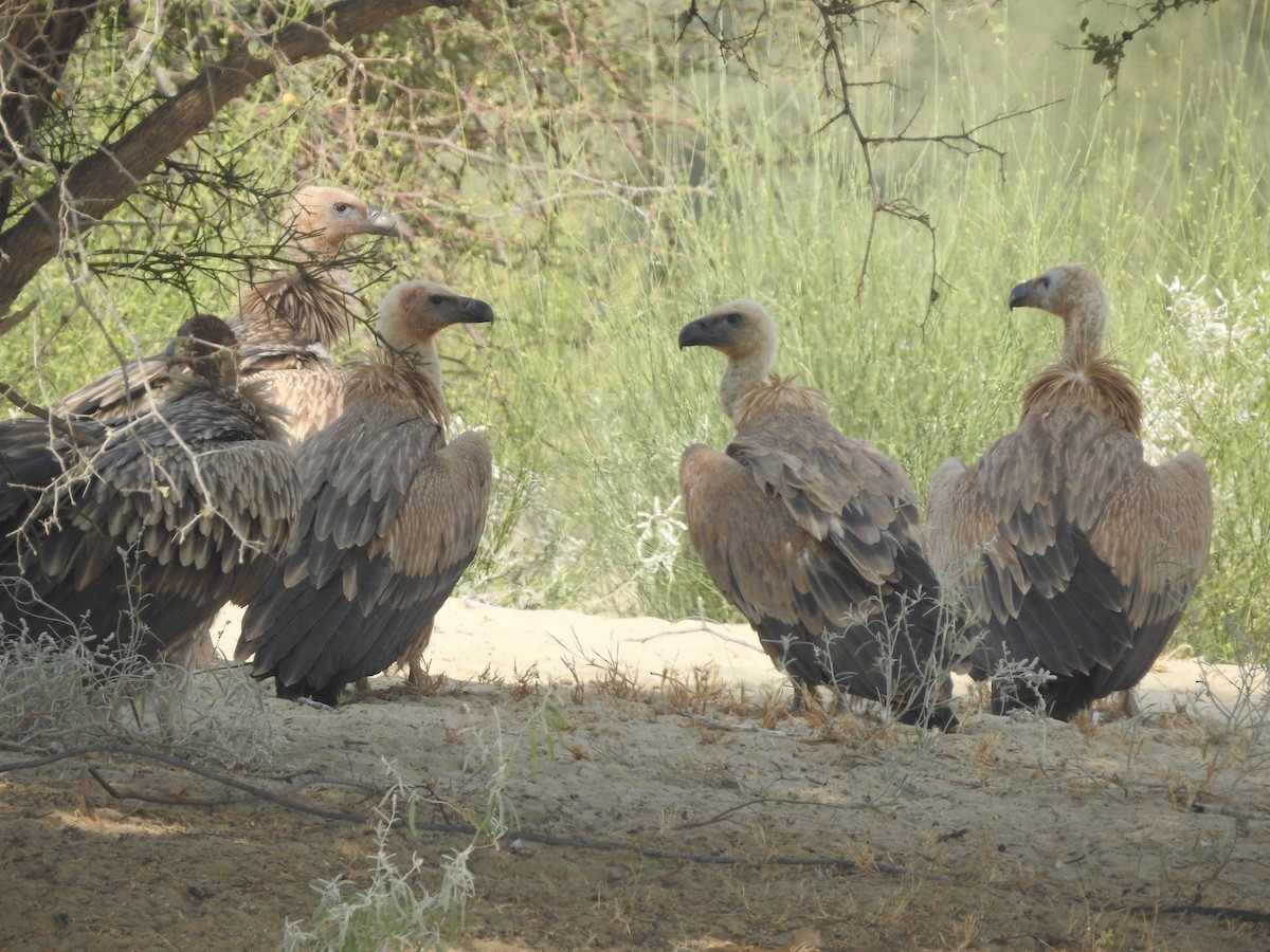 シロエリハゲワシ - ML646390451