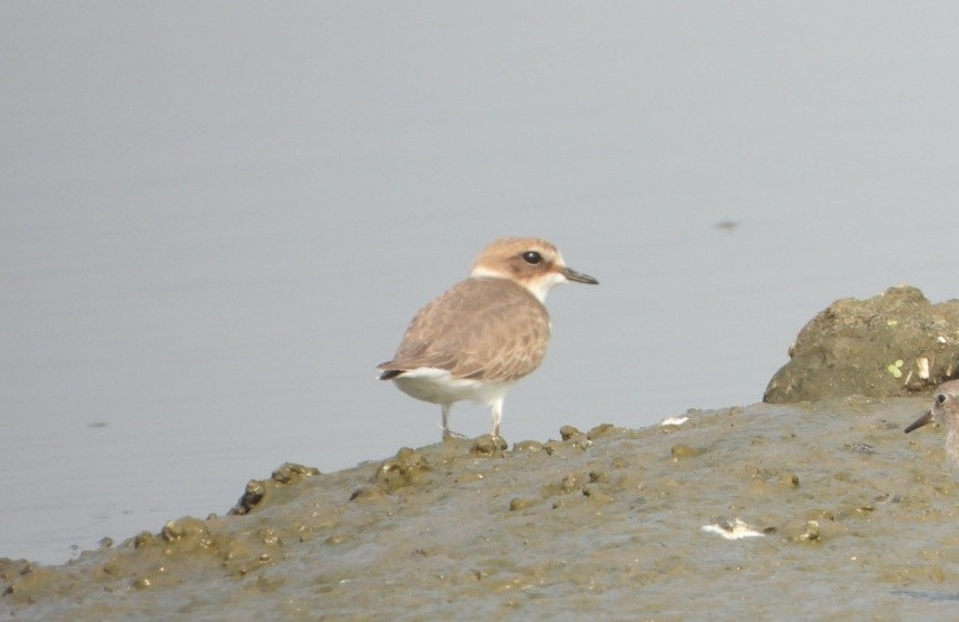 Kentish Plover - ML646390452