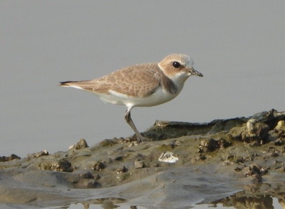 Kentish Plover - ML646390453