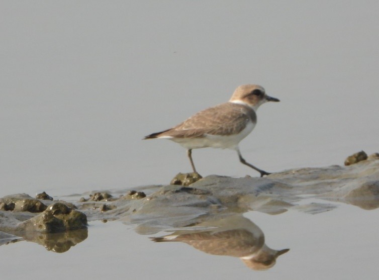 Kentish Plover - ML646390454