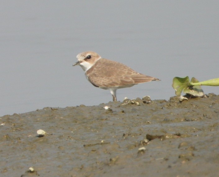 Kentish Plover - ML646390455