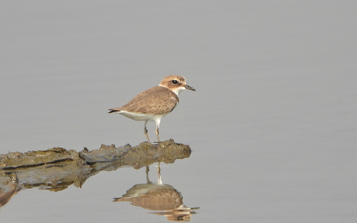 Kentish Plover - ML646390456