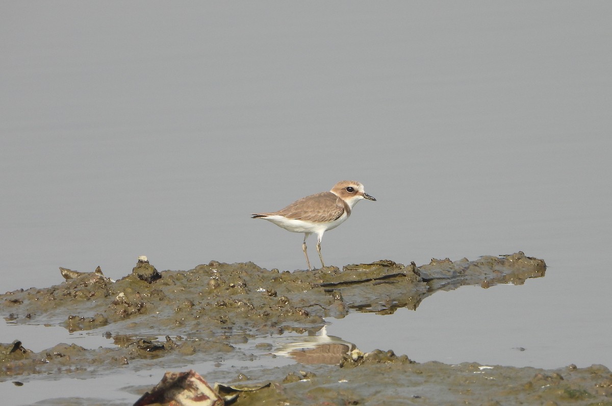 Kentish Plover - ML646390457