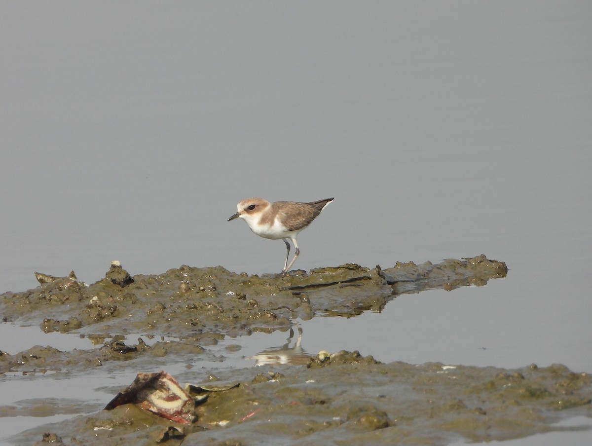 Kentish Plover - ML646390458