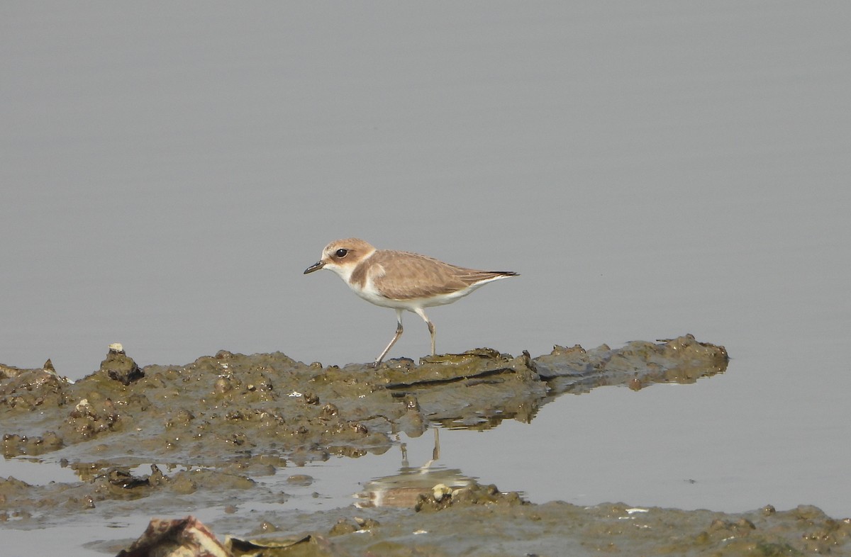 Kentish Plover - ML646390459