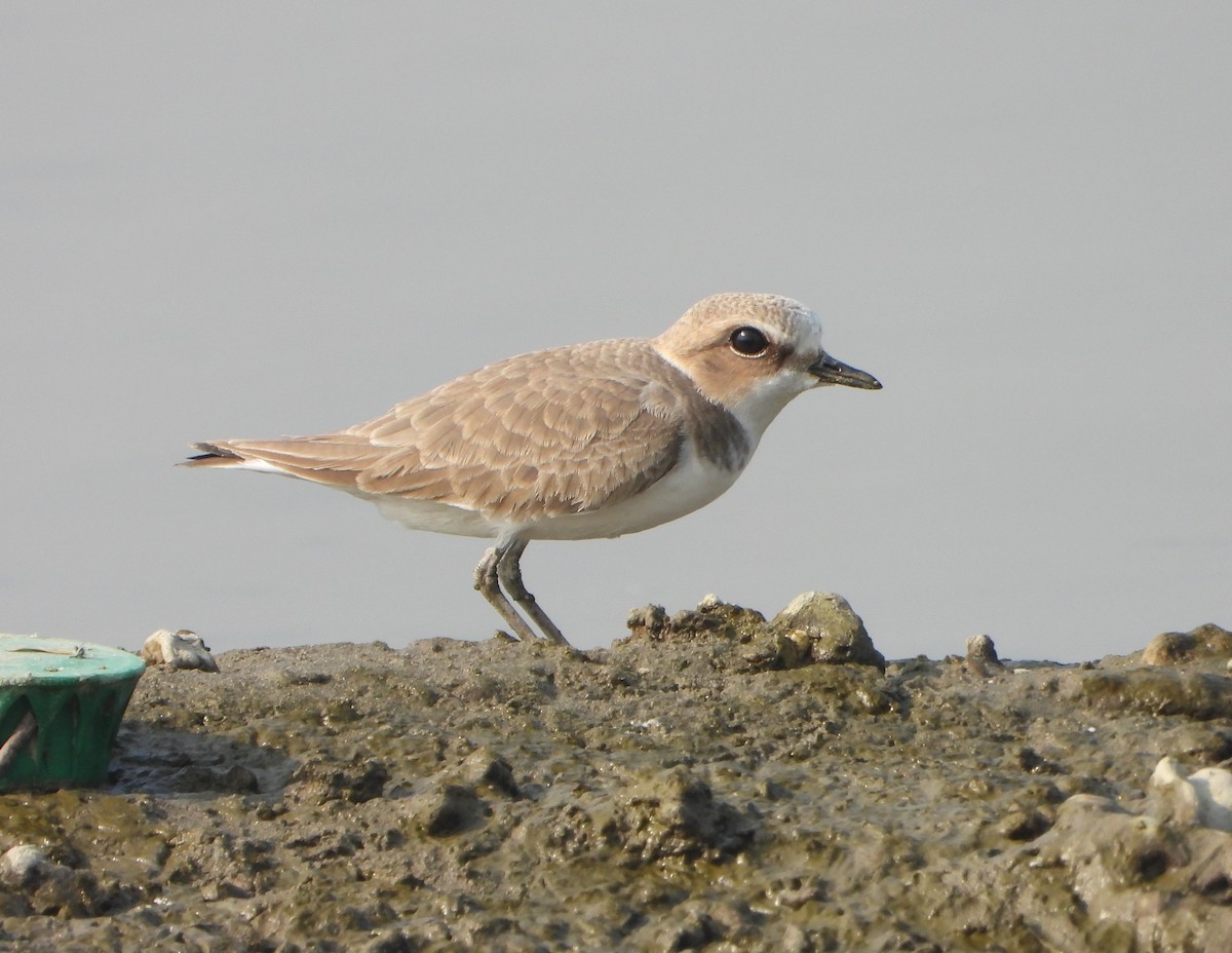 Kentish Plover - ML646390460
