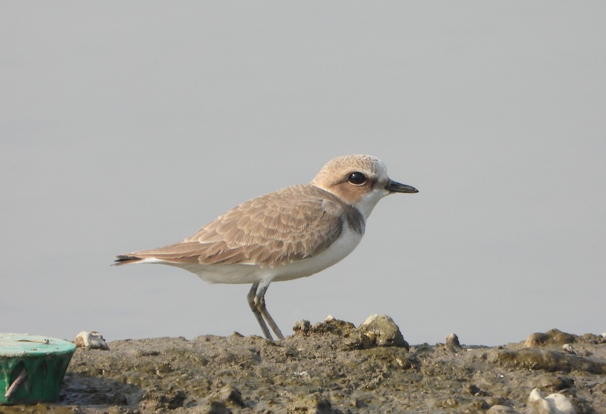 Kentish Plover - ML646390461