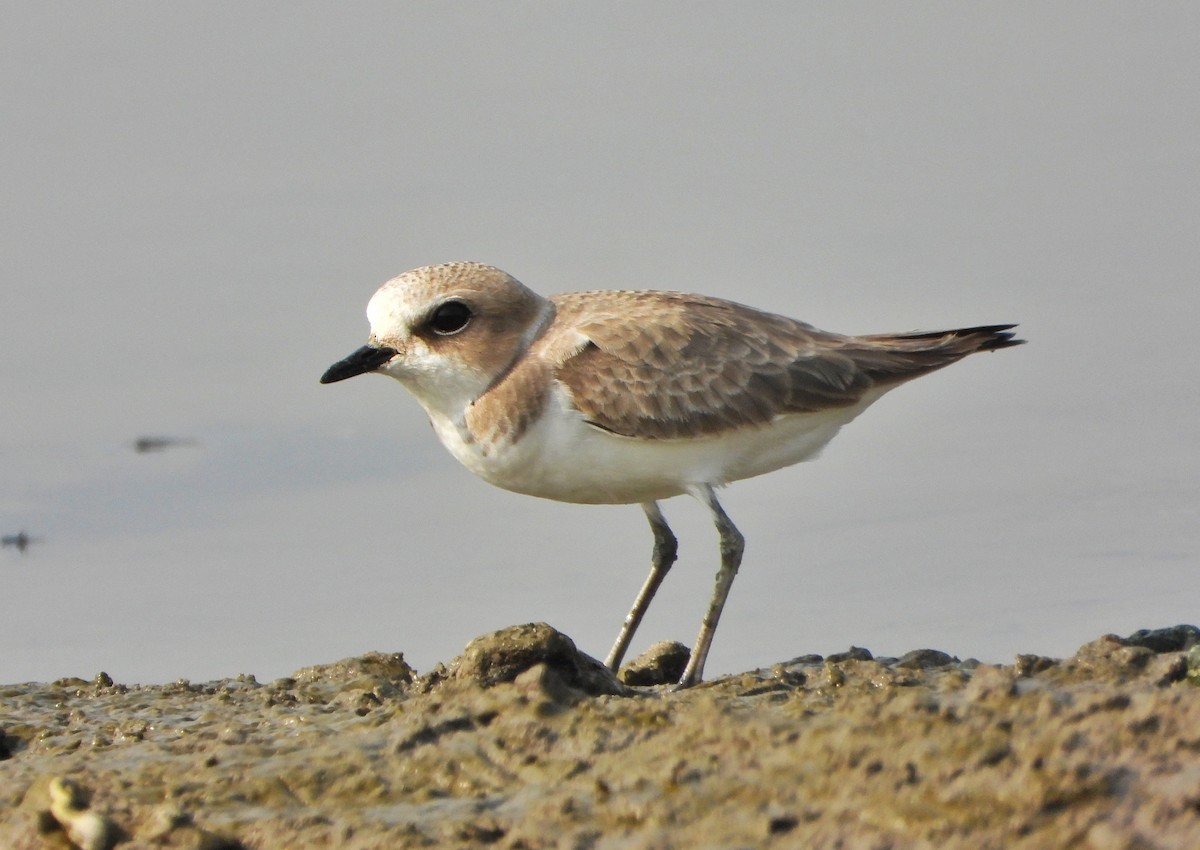 Kentish Plover - ML646390462